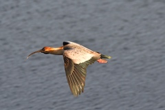 Theristicus melanopis