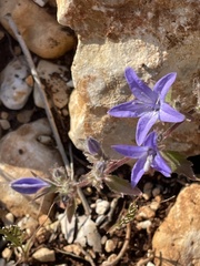 Gargano Bellflower (Campanula garganica)