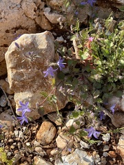 Campanula garganica, photograph (c) nevwright, some rights reserved (CC BY)