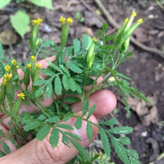 Tagetes foetidissima