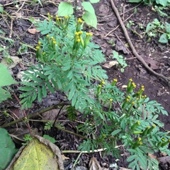 Tagetes foetidissima