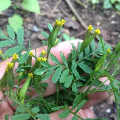Tagetes foetidissima