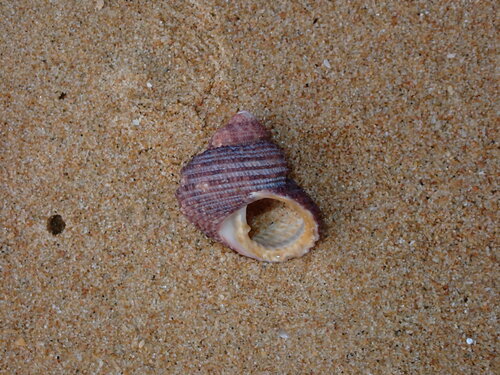 Euchelus atratus
