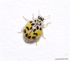 Psyllobora vigintimaculata