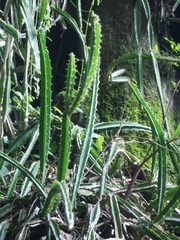 Disocactus speciosus speciosus