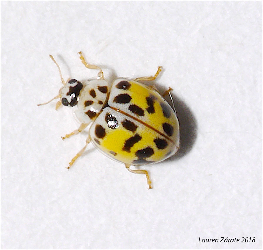 Psyllobora mexicana