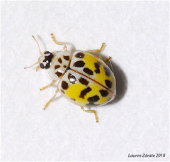Psyllobora vigintimaculata