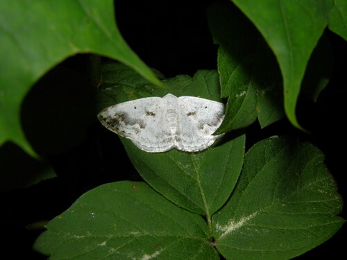 Pilkadėmis balsvasprindis