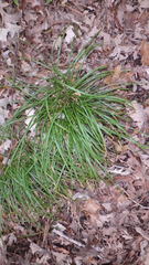 Carex pedunculata