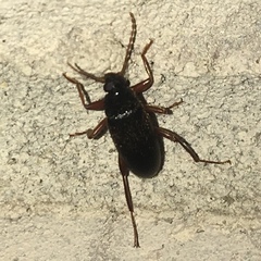 Lobopoda erythrocnemis