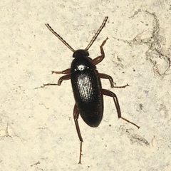 Lobopoda erythrocnemis