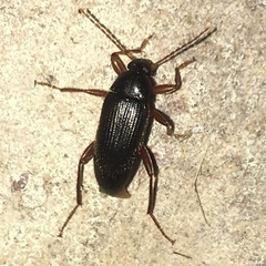 Lobopoda erythrocnemis