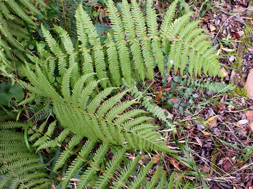 Image of Bergius's Wood Fern (Amauropelta bergiana) by no rights reserved