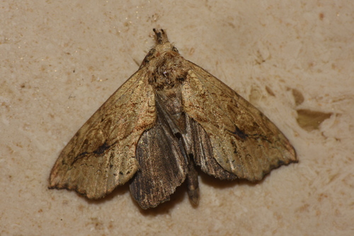 Plusiodonta gueneei