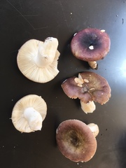 Russula versicolor