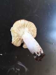 Russula mordax