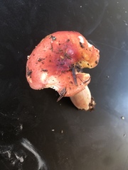 Russula mordax