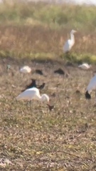 Coturnicops noveboracensis