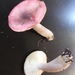 Russula salishensis - Photo (c) Danny Miller, some rights reserved (CC BY-NC), uploaded by Danny Miller