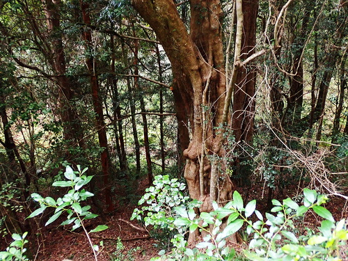 Image of Olinia ventosa by no rights reserved