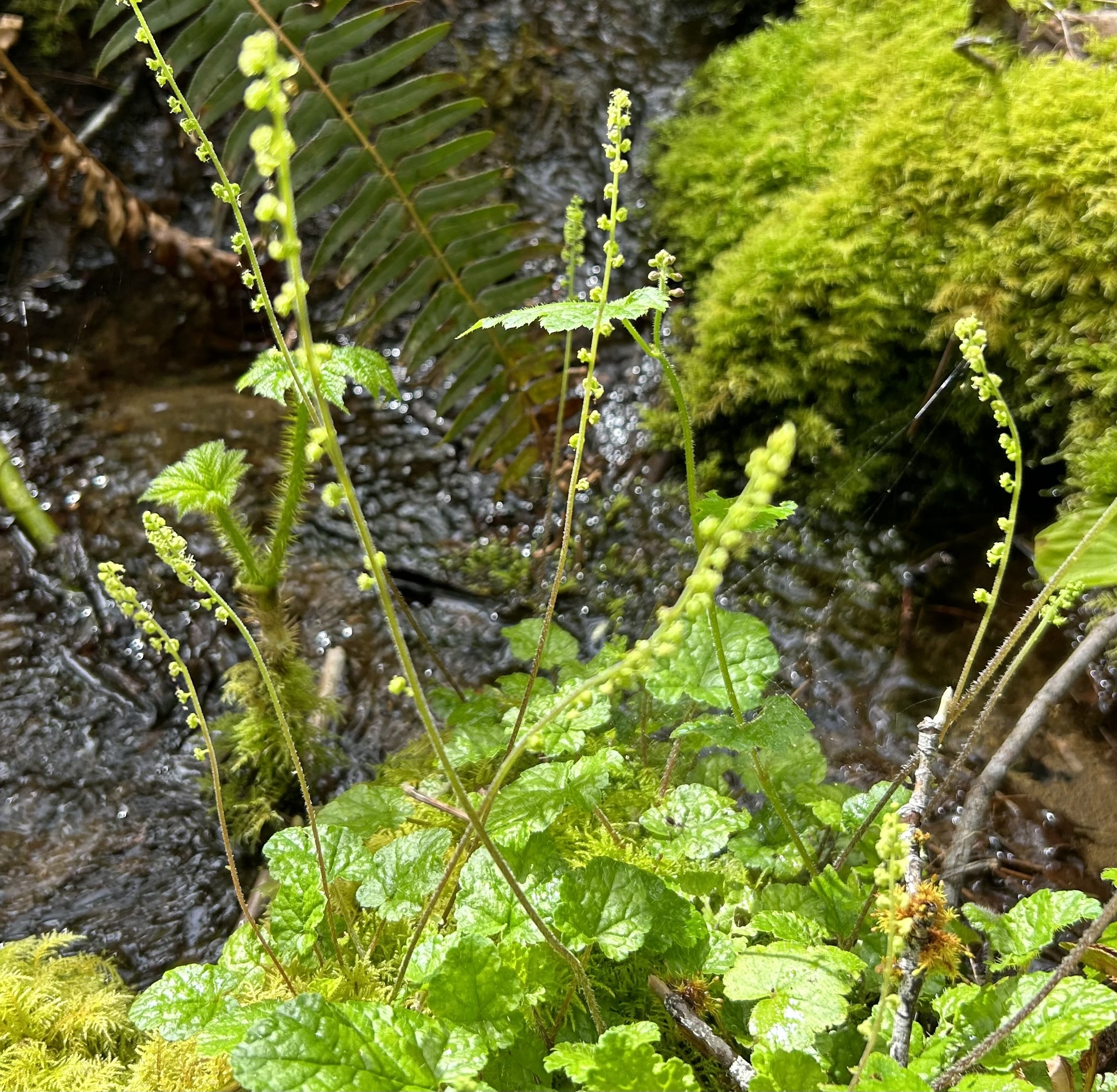 Mitella ovalis