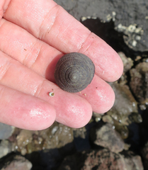 Tegula pellisserpentis