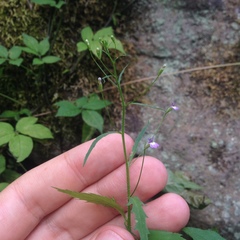 Diastatea