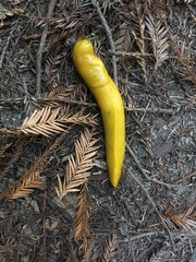 Ariolimax californicus