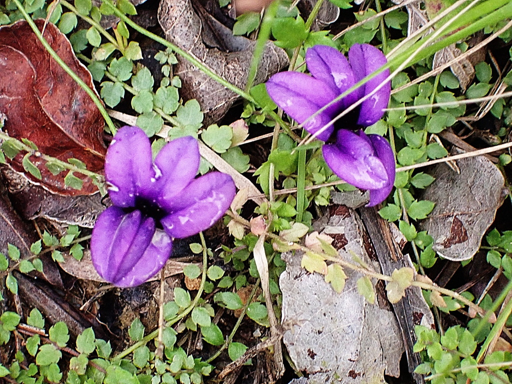 Wild Violet
