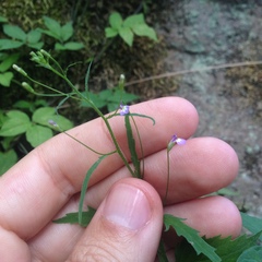Diastatea