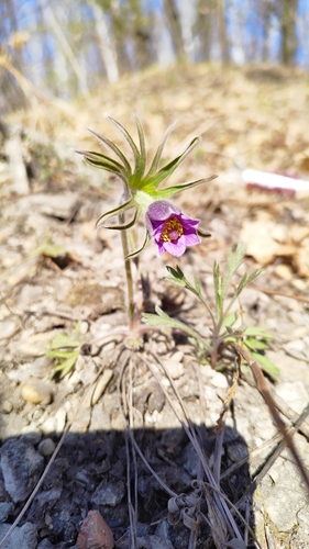 Dahurian pasqueflower