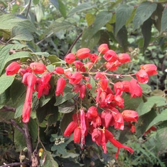 Salvia sessei
