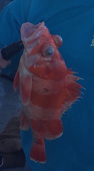Sebastes rubrivinctus