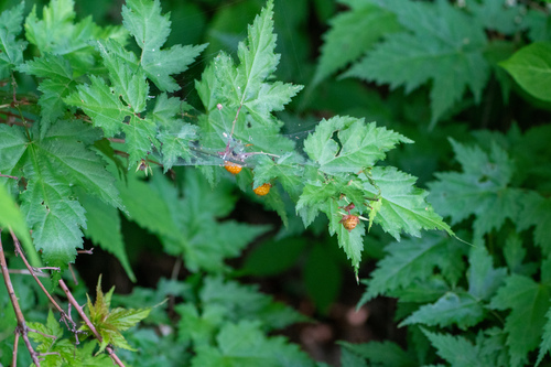 Rubus palmatus, photograph 6