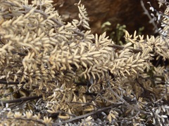 Pellaea mucronata mucronata