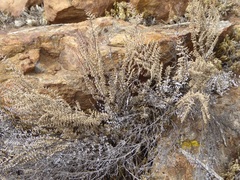 Pellaea mucronata mucronata