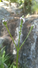 Verbena officinalis