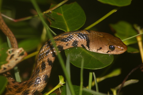 Javan Keelback