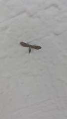 Euacidalia brownsvillea