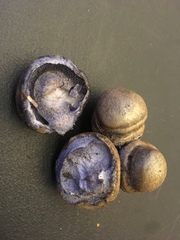 Cortinarius glaucocephalus