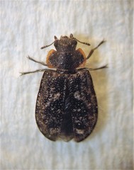 Grynoma