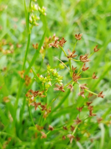 Juncus alatus iNat (2)
