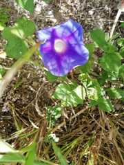 Ipomoea purpurea