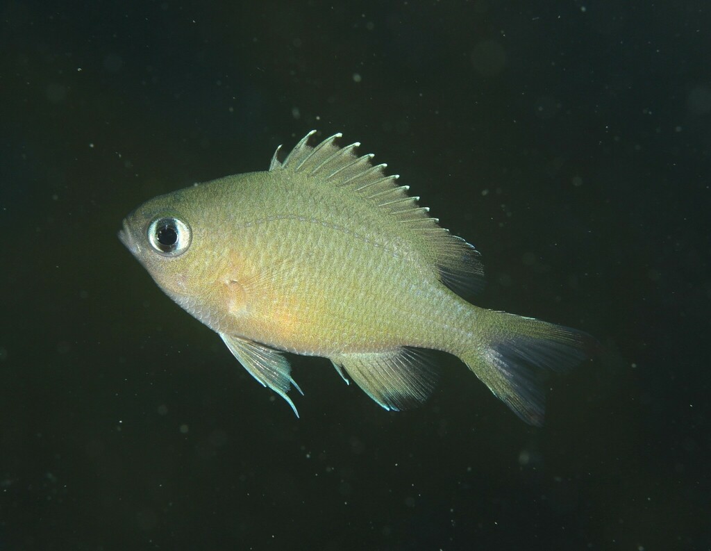 Scaly chromis (Chromis lepidolepis) — Pomacentridae
