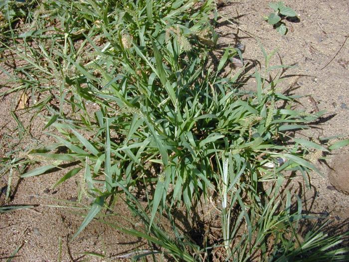 Hooked Bristlegrass (Invasive Exotic Plants of North Carolina ...