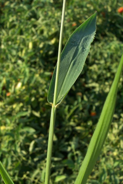 Hooked Bristlegrass (Invasive Exotic Plants Of North Carolina ...