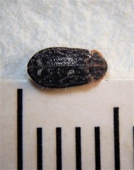 Grynoma