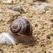 Boreal Snail - Photo (c) Mr Thomas JOSEPHINE, some rights reserved (CC BY-NC), uploaded by Mr Thomas JOSEPHINE