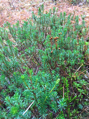 Phyllodoce empetriformis