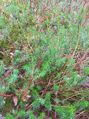 Phyllodoce empetriformis